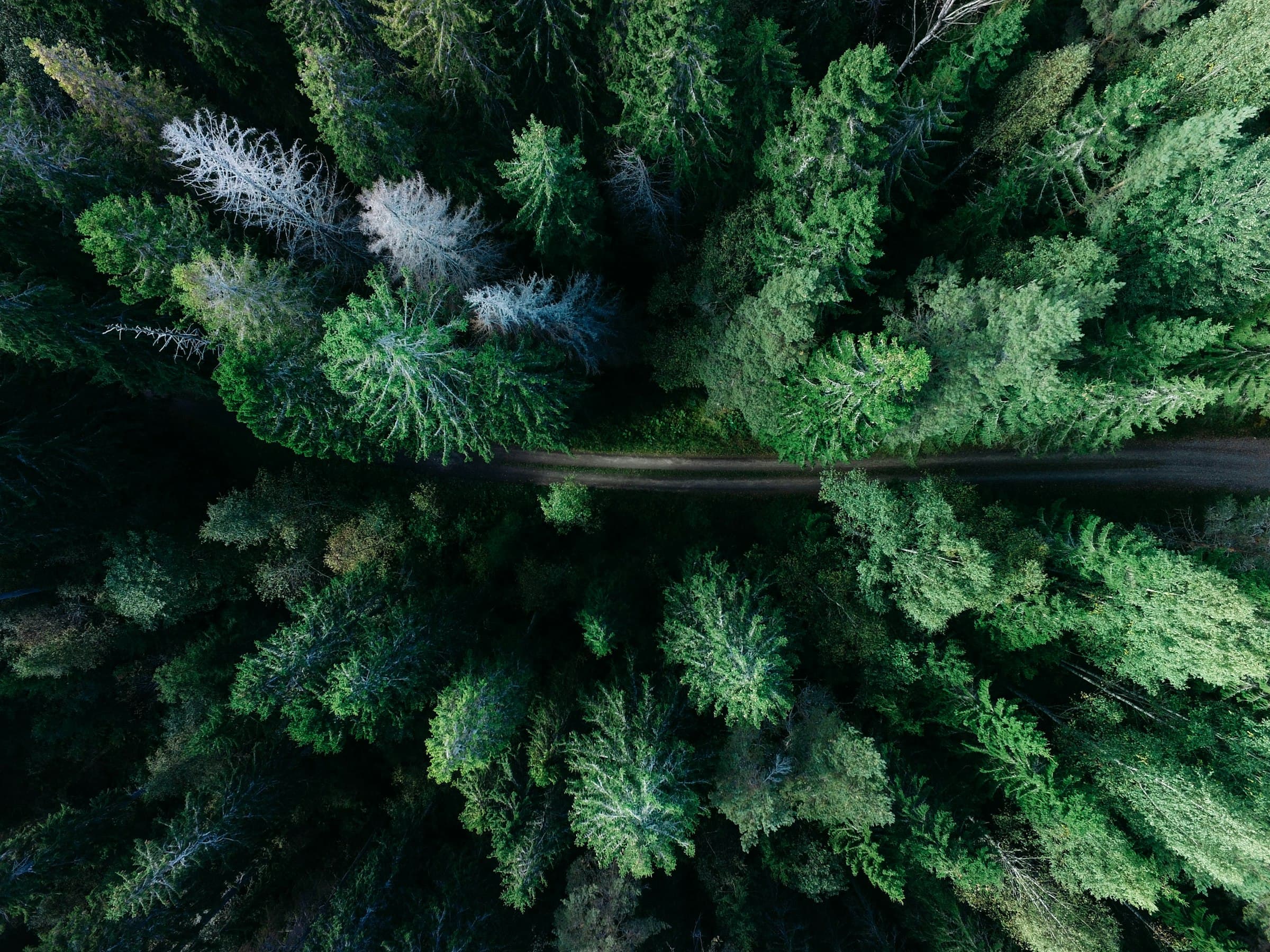 Sweeping aerial view of a dense, undisturbed forest