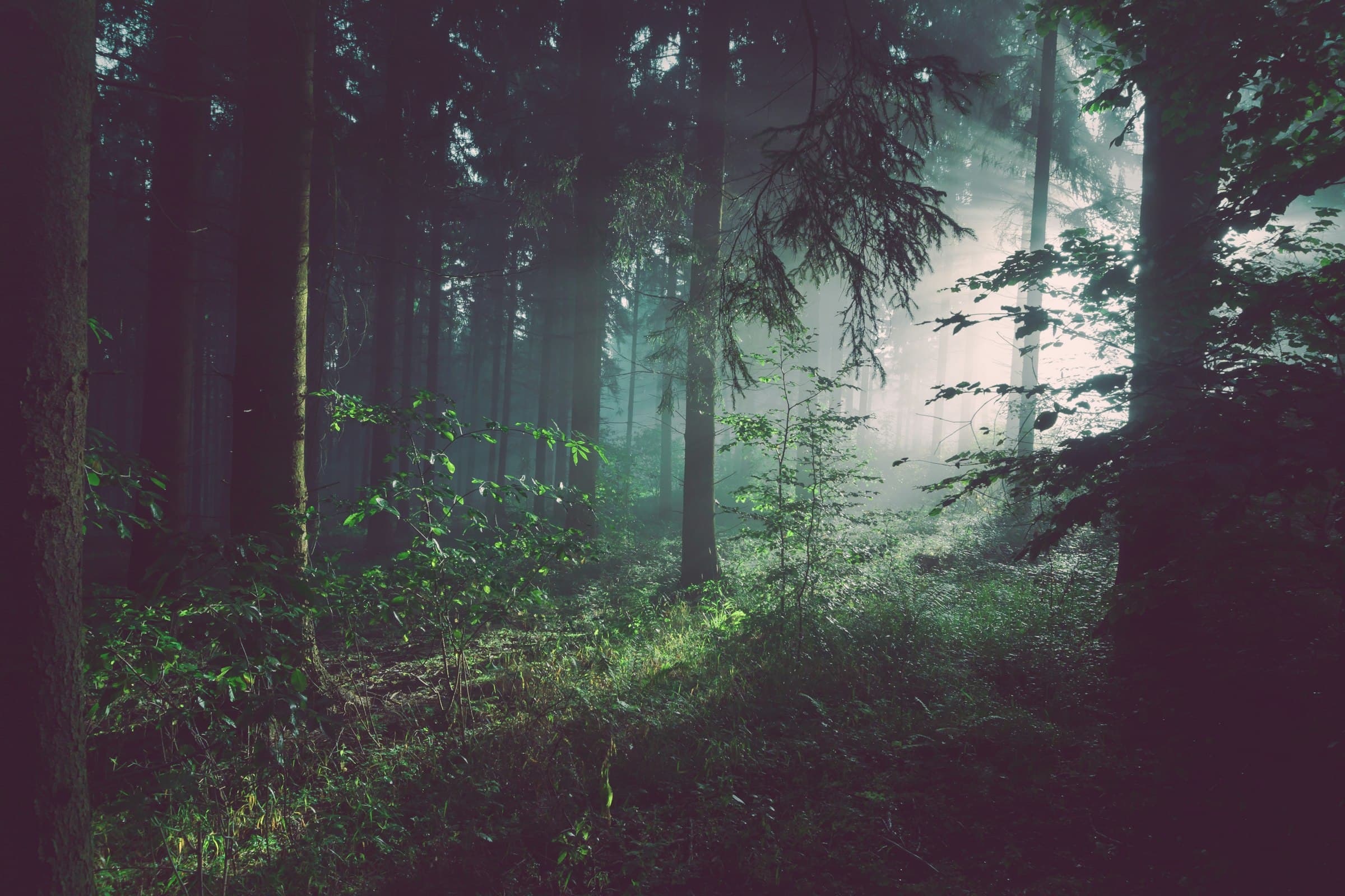 Misty light filtering through a vast forest canopy at dawn