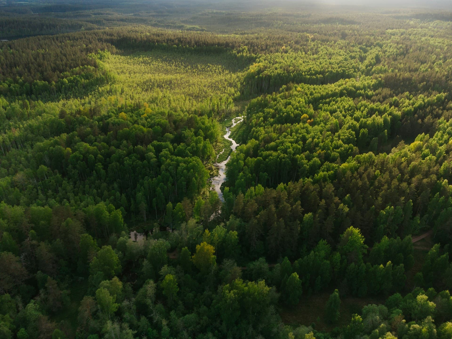 Aerial drone view across a vast green forest with a river winding through it under soft light